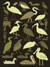 mockingbird