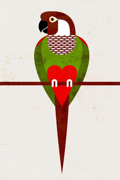 Scott Partridge - Illustration - Grey-breasted Parakeet