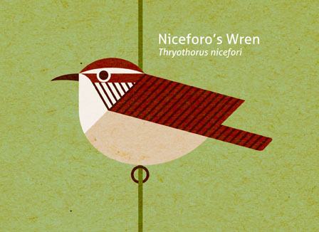 Scott Partridge - Illustration - Niceforo�s Wren