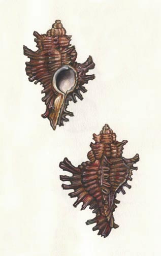 ADUSTUS MUREX Chicoreus adustus