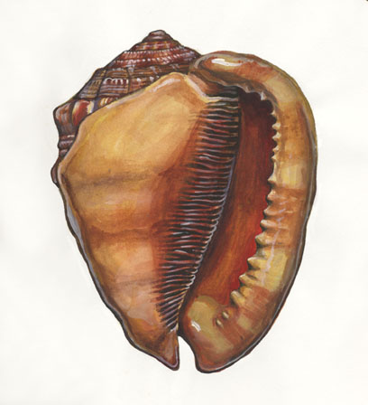 CAMEO SHELL Cypraecassis rufa
