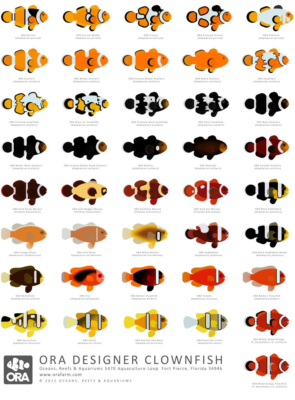 scott partridge - designer clownfish ORA