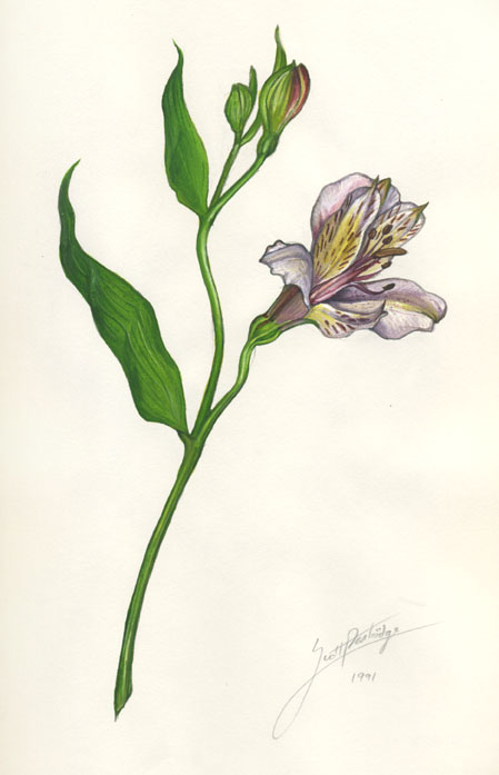 freesia