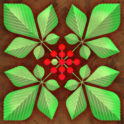 Scott Partridge - illustration - American Ginseng