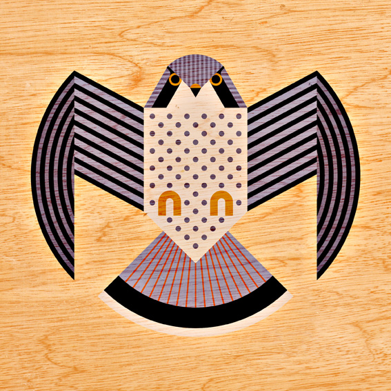 scott partridge - bird illustrations - terra maris - kestrel