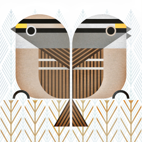 scott partridge - bird genoscape project - White-Throated Sparrow