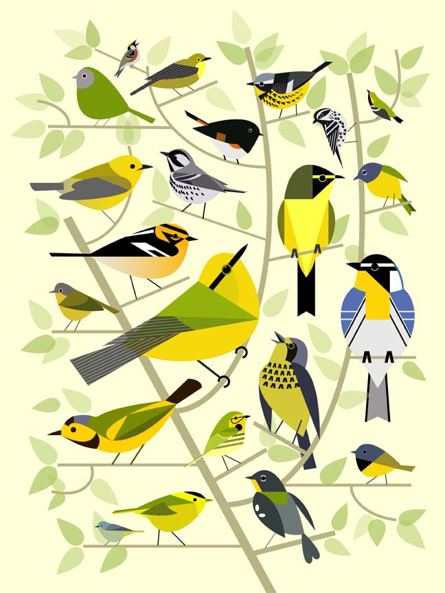 Scott Partridge - illustration - new world warblers