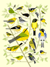 quail
