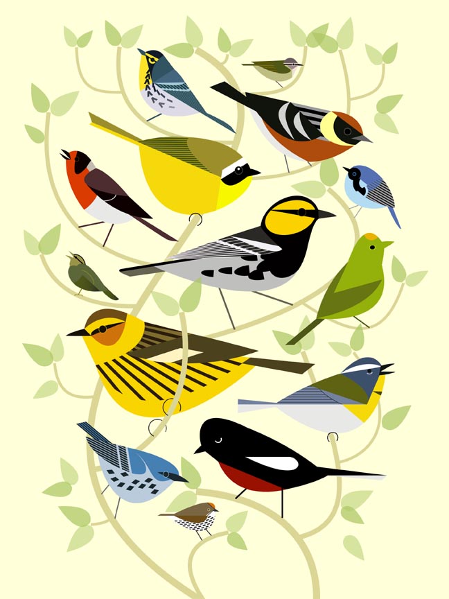Scott Partridge - illustration - new world warblers