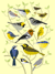ivorybill