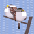 quail