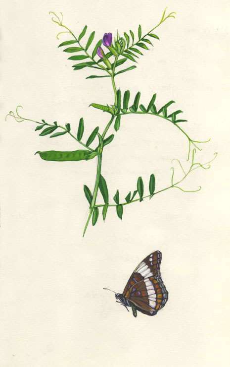 VETCH Vicia, and WHITE ADMIRAL Limentia arthemis