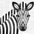zebra